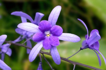 Hoa Violet Ngày Thứ Tư